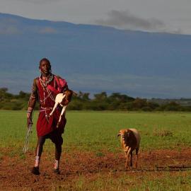 Guarding Lions